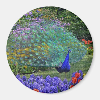 Peacock in Spring Flowers #2 Magnet