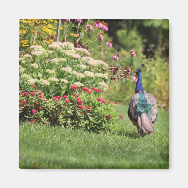 Peacock in the Garden magnet (Front)