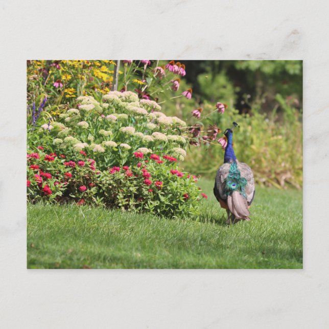 Peacock in the Garden postcard (Front)