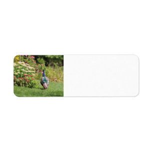 Peacock in the Garden return address labels