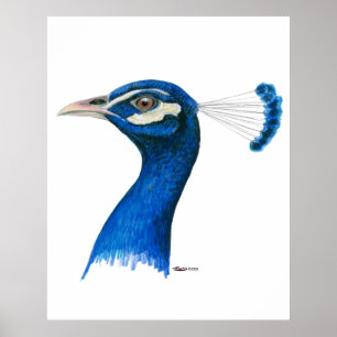 Peacock:  Indian Blue Poster