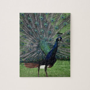 Peacock Jigsaw Puzzle
