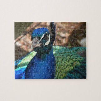 Peacock Jigsaw Puzzle
