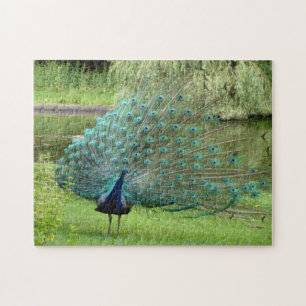 Peacock Jigsaw Puzzle