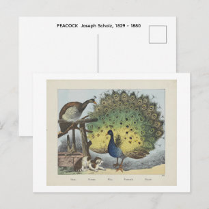 PEACOCK Joseph Scholz, 1829 - 1880 Postcard
