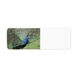 Peacock labels