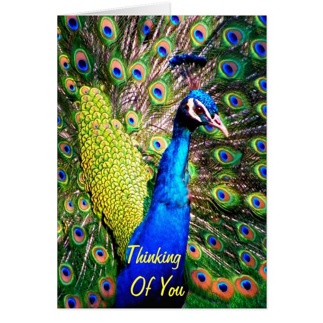 Peacock,Love_ (Front)