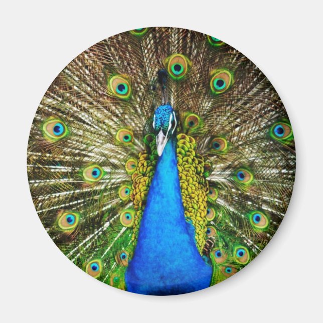 Peacock Magnet (Front)