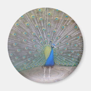 Peacock Magnet