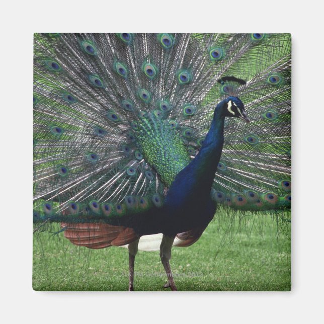 Peacock Magnet (Front)