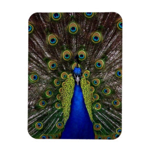 Peacock Magnet