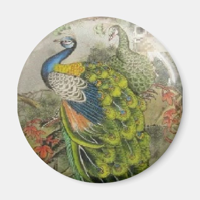 Peacock Magnet (Front)