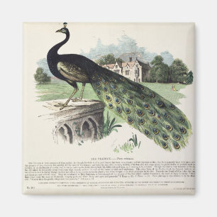 Peacock Magnet