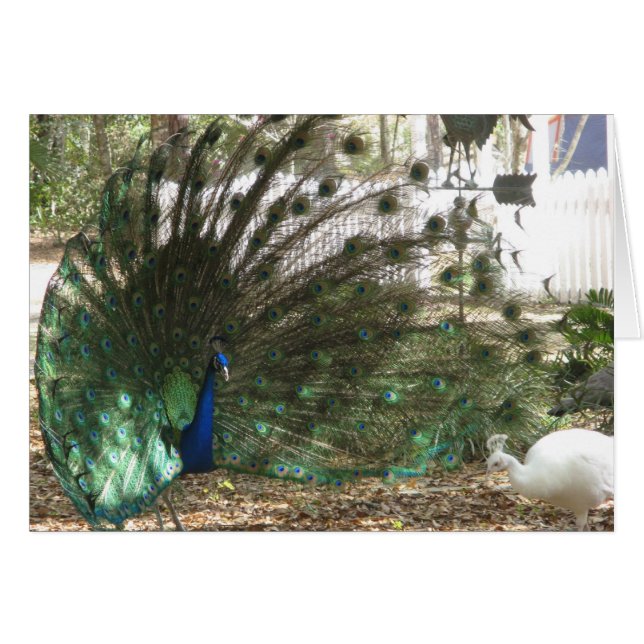 Peacock Malea and Albino Peahen Birds (Front Horizontal)