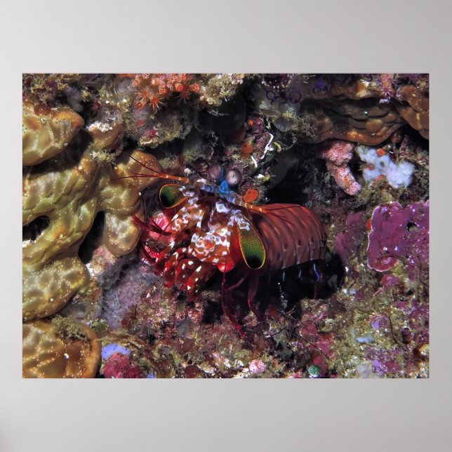 Peacock Mantis Shrimp  Poster (Front)