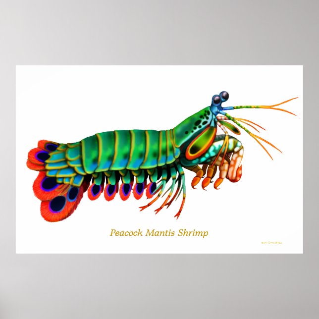 Peacock Mantis Shrimp Reef Animal Poster (Front)