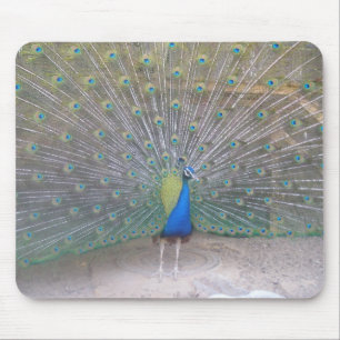 Peacock Mouse Pad