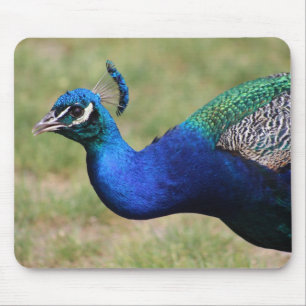 Peacock Mouse pad