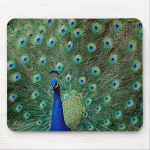 Peacock, mousepad