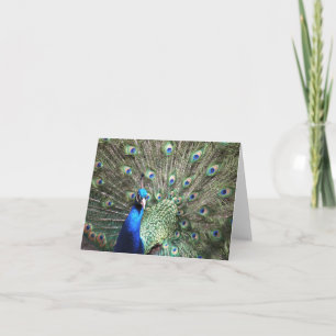 Peacock note card