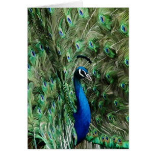 Peacock note care
