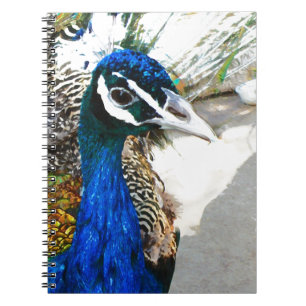 Peacock Notebook