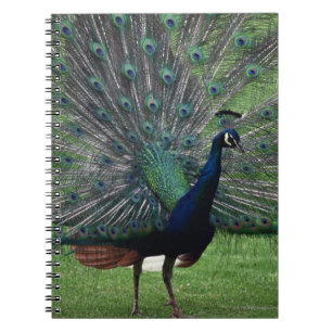Peacock Notebook