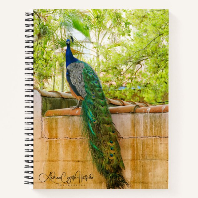 Peacock Notebook 1 (Front)