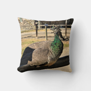 Peacock on a Fence, Idaho Cushion