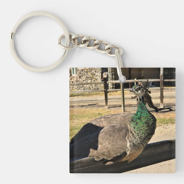 Peacock on a Fence, Idaho Key Ring (Front)