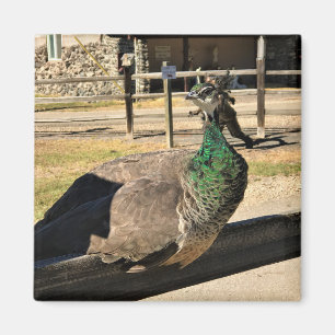Peacock on a Fence, Idaho Magnet