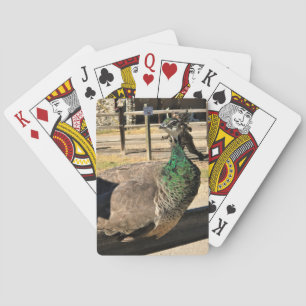 Peacock on a Fence, Idaho Playing Cards