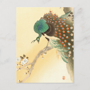 Peacock on cherry blossom tree ++  Ohara Koson -  Postcard