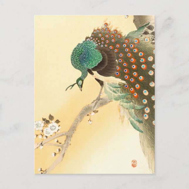 Peacock on cherry blossom tree ++  Ohara Koson -  Postcard (Front)