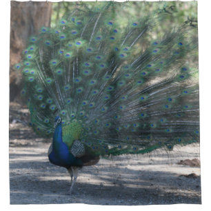 Peacock On Display Shower Curtain