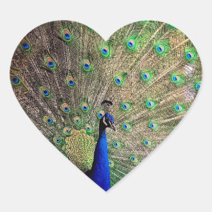 Peacock ,on farm heart sticker