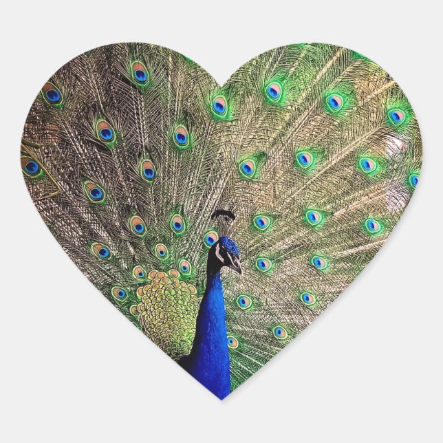 Peacock ,on farm  heart sticker (Front)