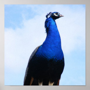 Peacock on wall poster