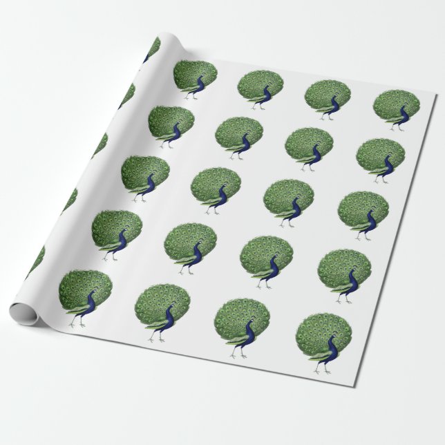 Peacock Open Fan Wrapping Paper (Unrolled)