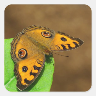 Peacock Pansy Butterfly Square Sticker