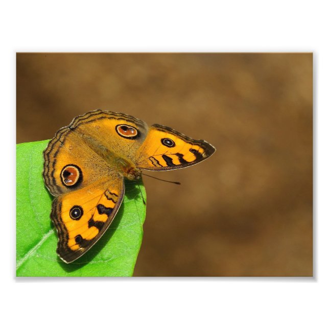 Peacock Pansy Photo Print (Front)