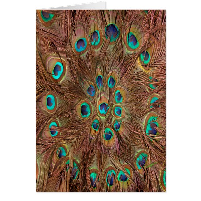Peacock pattern Background (Front)