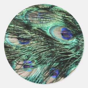 Peacock, Peafowl, Peacock Tail, Feathers Classic Round Sticker