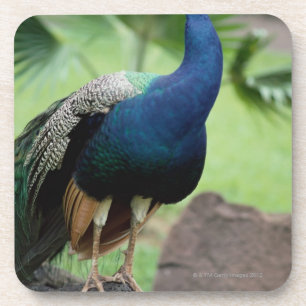 Peacock perched on rock coaster