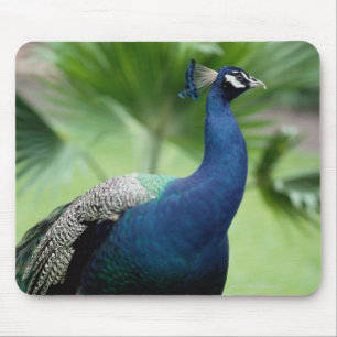 Peacock perched on rock mouse pad
