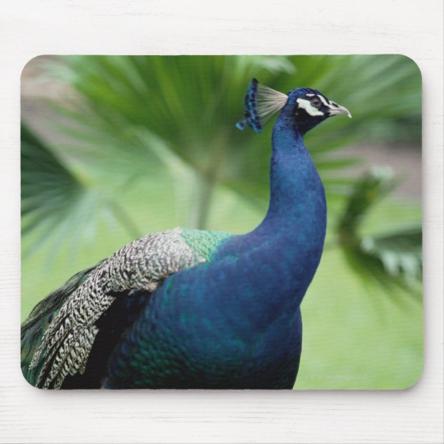 Peacock perched on rock mouse pad (Front)