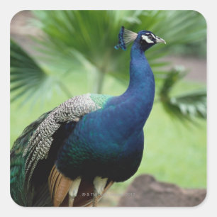 Peacock perched on rock square sticker