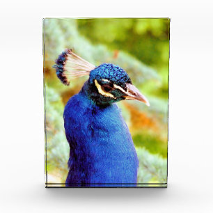 PEACOCK PHOTO BLOCK