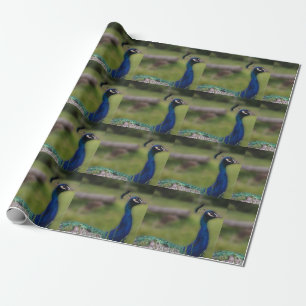 Peacock Photo Matte Wrapping Paper