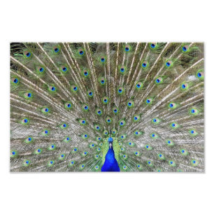 Peacock Photo Print